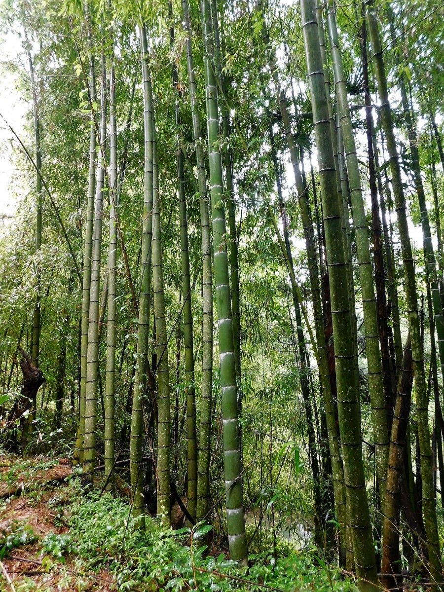 大分の竹林、孟宗竹の林は各地に点在しています、成長が早く3～4年で実が厚く硬い竹に成長します