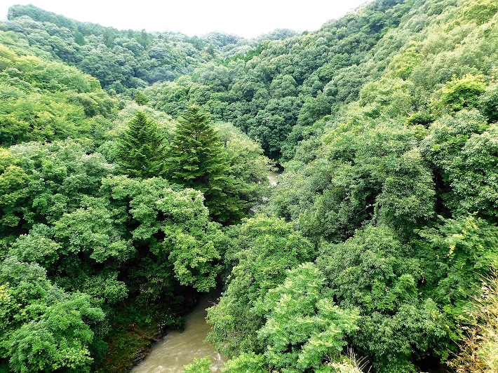 大分のカシ山(樫山)は県南部の山地や河川沿いの谷に分布しています